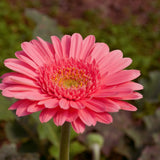 Pink Gerbera Plants Live, 3 to 8 Inc Long, Daisy Flower Live Plants, Live Gerbera Daisy Plants, Daisy Plant Seedlings for Garden, 1 Plant