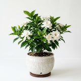 Gardenia Plant Live, Fragrant White Blooms, Jasmine Gardenia Plant, 5-7 Inches Tall in 3.5'' Pot, Jasmine Flower for Indoor Outdoor Growing