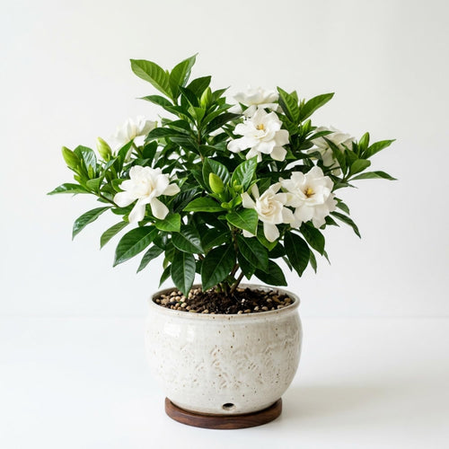 Gardenia Plant Live, Fragrant White Blooms, Jasmine Gardenia Plant, 5-7 Inches Tall in 3.5'' Pot, Jasmine Flower for Indoor Outdoor Growing