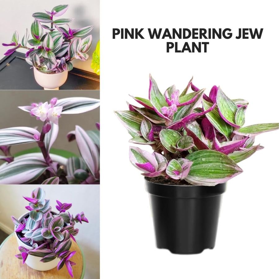 Pink Wandering Jew Live Plant, Tradescantia Nanouk Live Houseplant, Rare Nanouk Pink Wandering Jew Live Plants Indoor (6 Inch Pot)