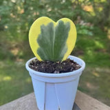 Variegated Kerri Hoya Plant Live, Rare Cream and Green Heart-Shaped Succulent Vine Leaves, Outdoor Indoor Houseplant Decor