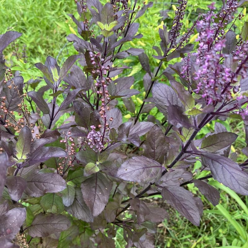 Krishna Basil Live Plant, Tulasi Herb Plant in 4 Inch Pot, Fully Rooted 4-8 Inches, Garden or Container Growing