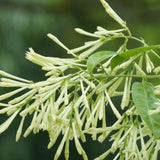 3 Mix Jasmine Plants, Fragrant Jasmine Vines, Jasmines Flowering Plant Well Rooted 4-7 Inches for Gardens and Indoor Spaces
