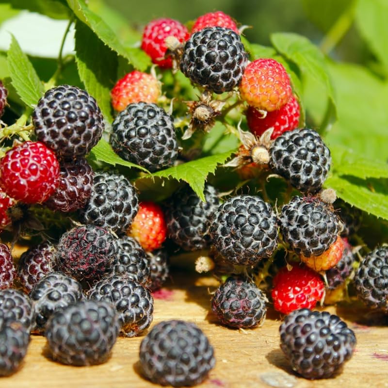Black Raspberry Plant Live Potted for Planting, 20-30 Inch Tall, Black Raspberry Bush Live Plant, Raspberry Fruit Tree