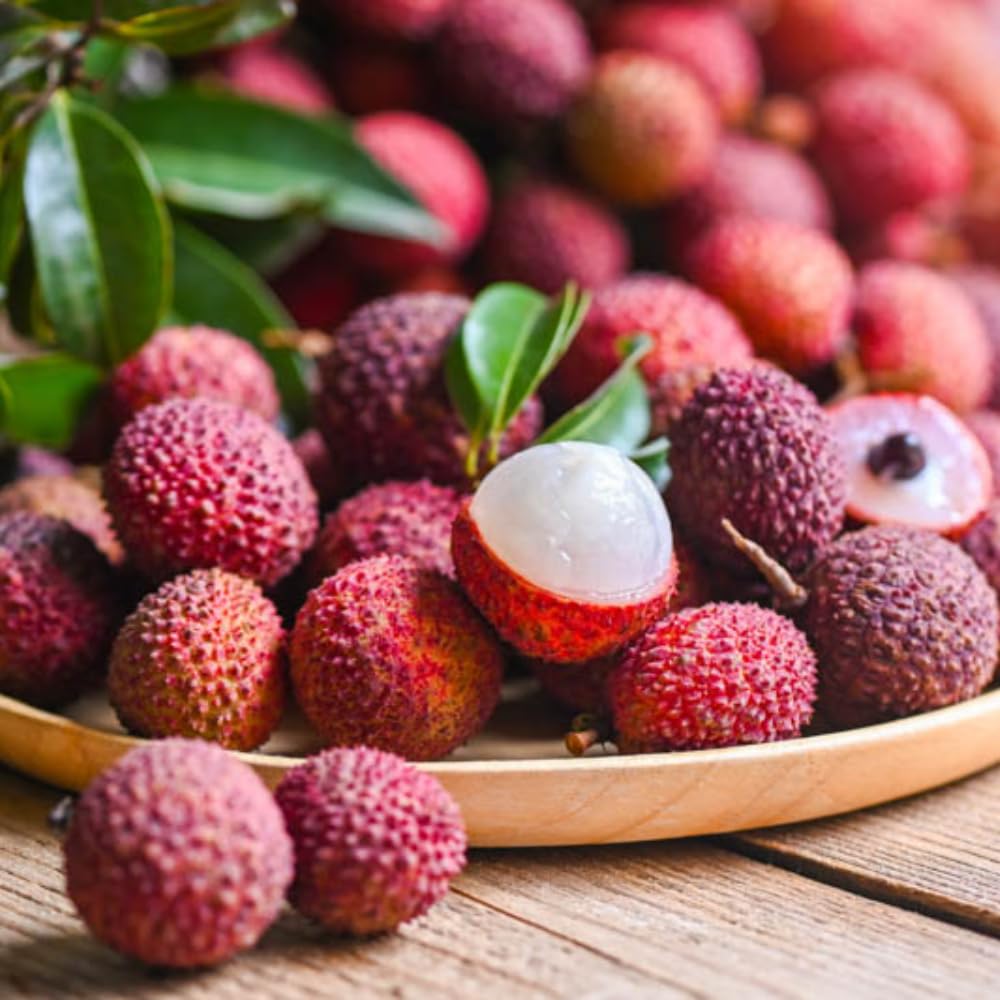 Lychee Tree Live Plant 10-12 Inch Tall, Sweet Lychee Plant Live, Tropical Litchi Fruit Tree, in Half Gallon Pot