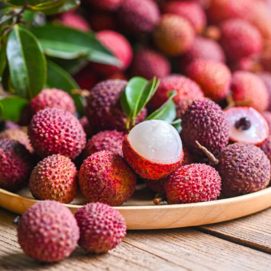 Sweet Lychee Tree Live Plant 9-12 Inch Tall, Half Gallon Pot, Sweet Lychee Plant Live, Tropical Litchi Fruit Tree