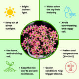 Oxalis Plant Live, Shamrock Spring Flower, 4 Inc Pot, Ornamental Oxalis Plant Live for Indoor Outdoor Garden, 4-8'' Tall (Pink)