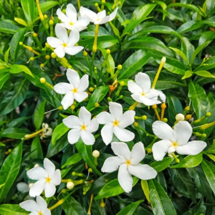 Jasmine Vine Plant Indoor, White Jasmine Plant Live Between 8 and 10 Inches, Fragrant Flower Plants Potted 4''