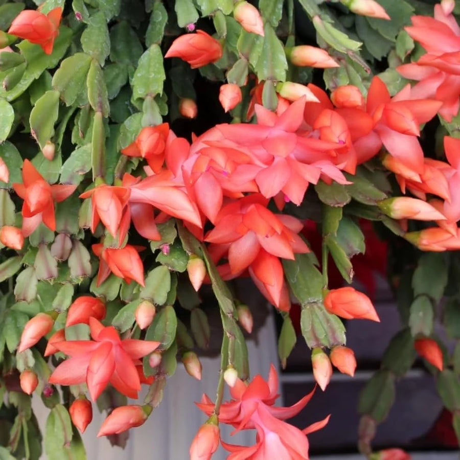 Salmon Christmas Cactus Plants Live, 4 to 6 Inch Tall Live Christmas Cactus Bare Roots, Perennial Well Rooted Flower Plants, Holiday Houseplant, No Pot