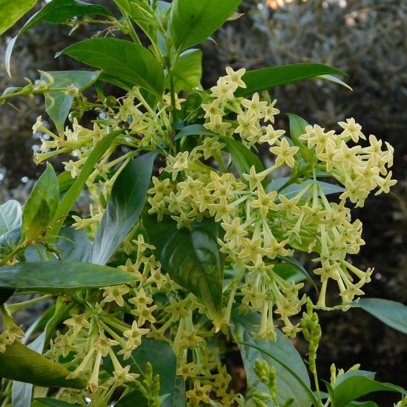 Night Blooming Jasmine Plant Live, Cestrum Nocturnum Jasmine Vine, Fragrant Jasmines Flowering Plant 4-9'' Tall