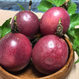 Purple Passion Fruit Plant Live, 10-12 Inches Tall in 4 Inch Pot, Passiflora Tropical Vine for Outdoor Growing, Passionfruit Seedling