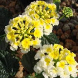 Pack 4 Trailing Lantana Plants Live for Gardening, 4-9 Inc Height, Ornamental Lantana Live Plants, Fragrant Lantana Flowers Vine (Yellow White Lantana)