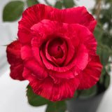 Rose Bush Live Plant - Climbing Rose Plant Live Shrub - Bareroot with Soil 7-10 Inch Tall - Fragrant Rose Flowers Heirloom Rose Shrub (Rare Red Rose)