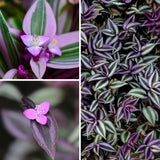 Purple Wandering Jew Live Plant, Tradescantia Zebrina, 4 Inch Pot for Planting, Indoor Houseplant