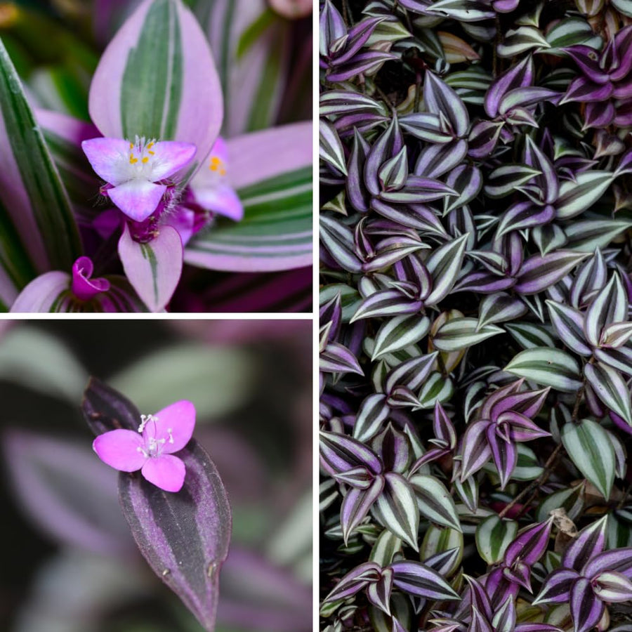 Purple Wandering Jew Live Plant, Tradescantia Zebrina, 4 Inch Pot for Planting, Indoor Houseplant