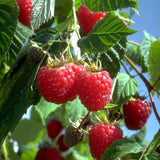 Red Raspberry Plant Live for Planting, Potted 18-26 Inch Tall, Raspberry Bushes Live Plant, Medium Raspberry Fruit Trees