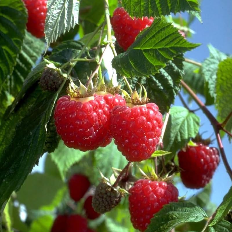 Red Raspberry Plant Live for Planting, Potted 18-26 Inch Tall, Raspberry Bushes Live Plant, Medium Raspberry Fruit Trees