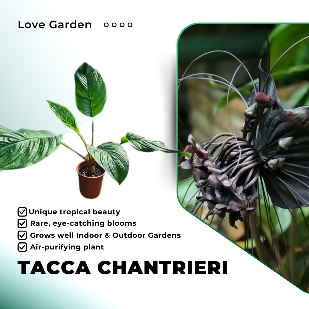 1 Black Tacca Plant Live in 6 Inch Pot - Black Bat Flower Houseplant Great for Indoor and Outdoor Gardening - Easy to Care