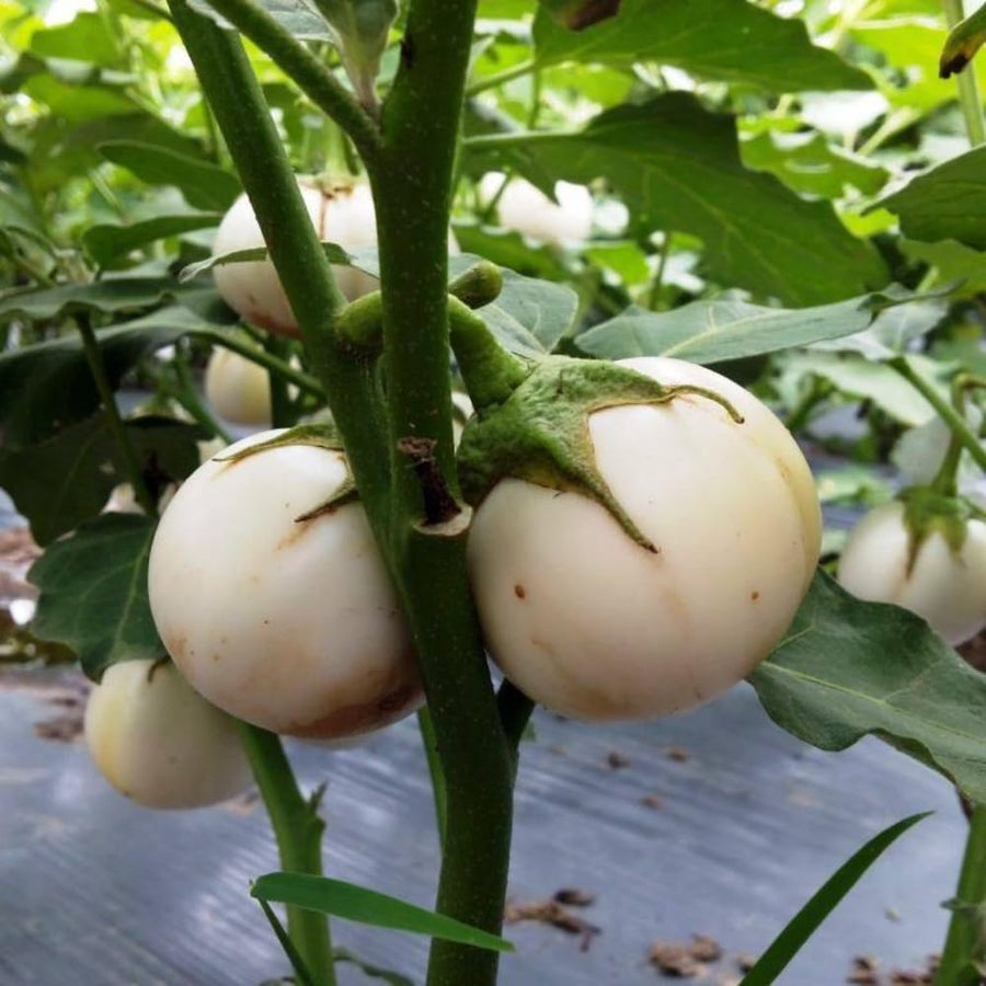 Pack of 100 White Round Eggplant Seeds for Planting, Assorted Eggplant Vegetable Seeds for Outdoor Gardening, Suitable for Home Garden Beds, Raised Beds, or Containers