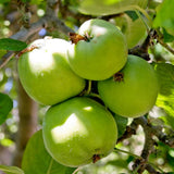 Green Apple Tree Live Plant, Sweet Apple Plant Live for Planting 2-3 Feet Tall, Gallon Pot, Live Apple Tree Plant, Apple Fruit Tree