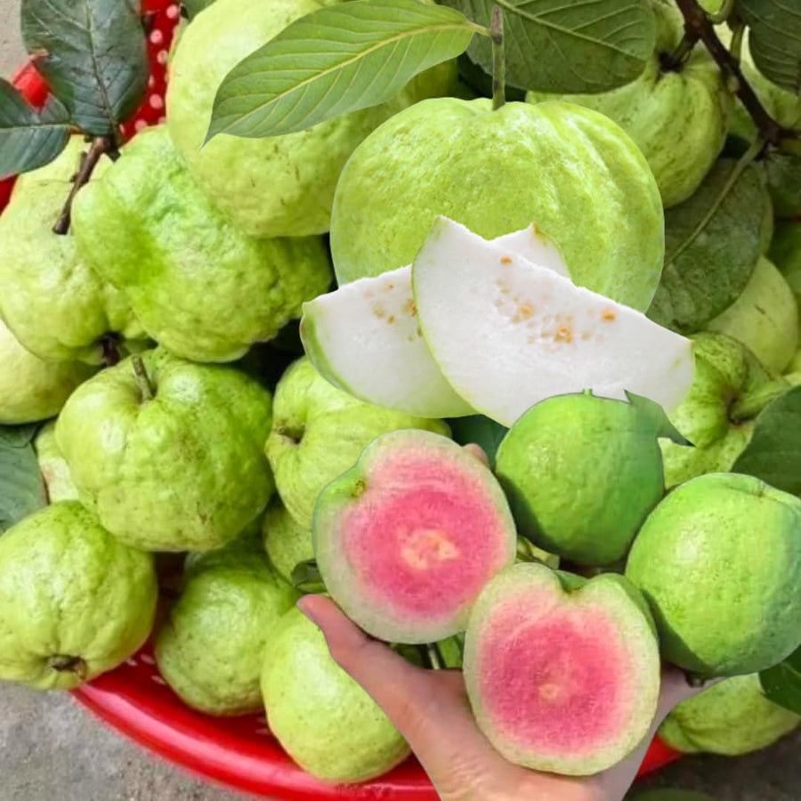 Sets 2 Mixed Pink and White Guava Trees Live Plants, Potted 8-12" in Tall Tropical Fruit Tree, Zones 9-11 for Outdoor Indoor Planting