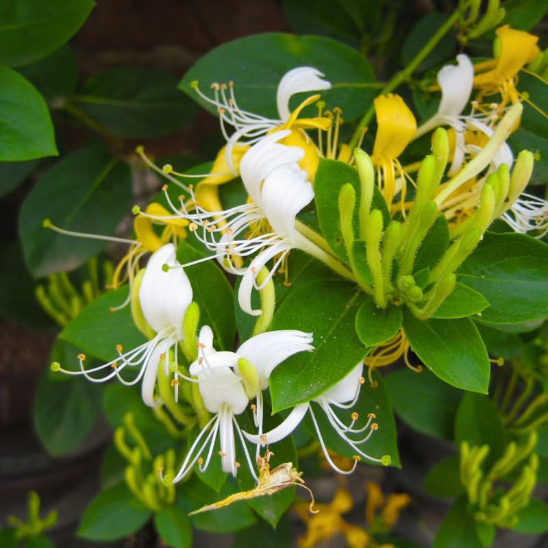 Set of 2 Honeysuckle Vine Live Plants for Trellis, or Fence, 6 Inches Tall, Climbing Flowering Vine Starters for Outdoor Garden, No Pot