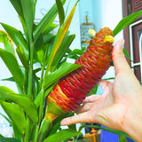 5 Shampoo Ginger Rhizomes for Planting – Fresh Zingiber Zerumbet Roots, Hardy Perennial Herb, Fragrabnt Ginger Plant for Garden or Containers