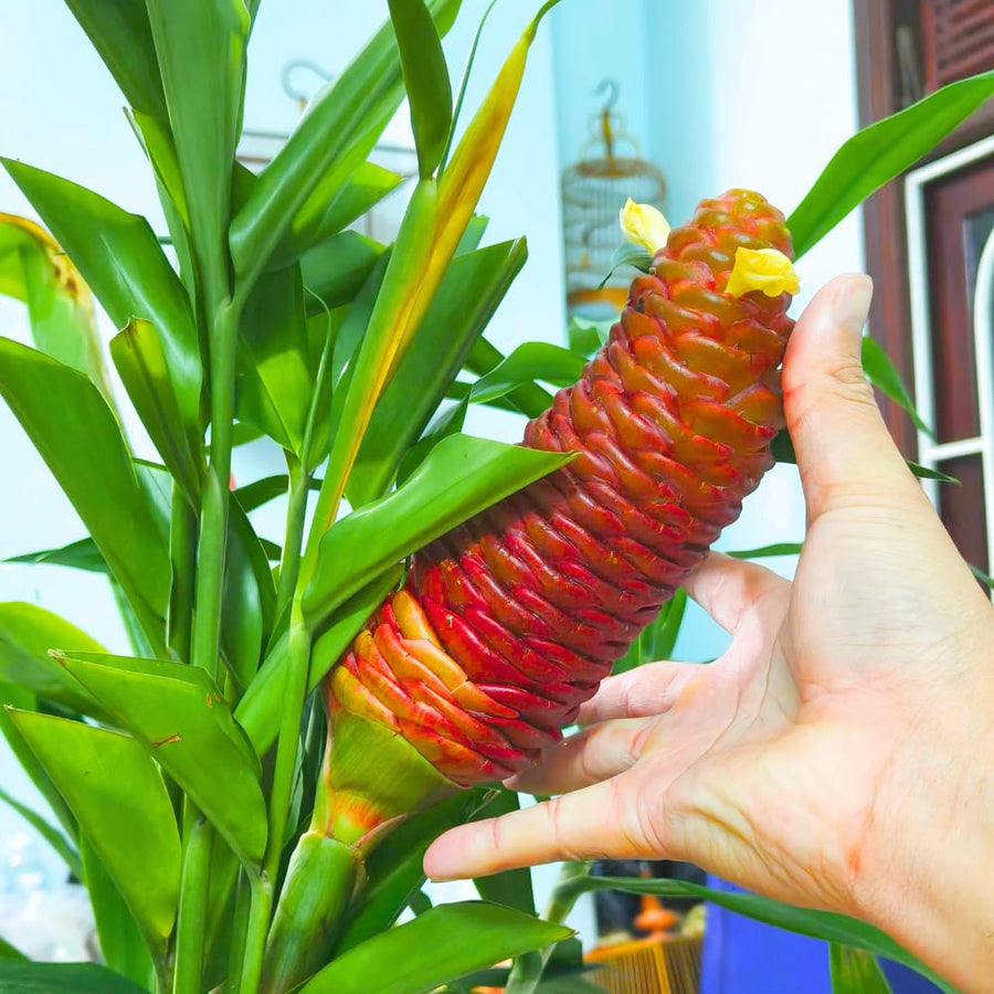 5 Shampoo Ginger Rhizomes for Planting – Fresh Zingiber Zerumbet Roots, Hardy Perennial Herb, Fragrabnt Ginger Plant for Garden or Containers