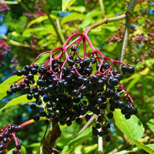 Large Elderberry Plant Live in 1 Gal Pot, 1.5-2.5 Feet Tall, Elderberry Fruit Tree for Outdoor Planting, Well-Rooted