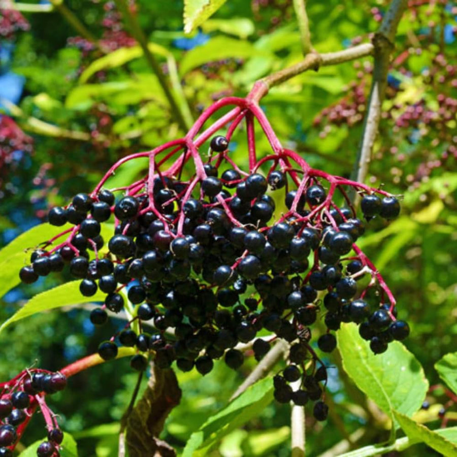 Large Elderberry Plant Live in 1 Gal Pot, 1.5-2.5 Feet Tall, Elderberry Fruit Tree for Outdoor Planting, Well-Rooted