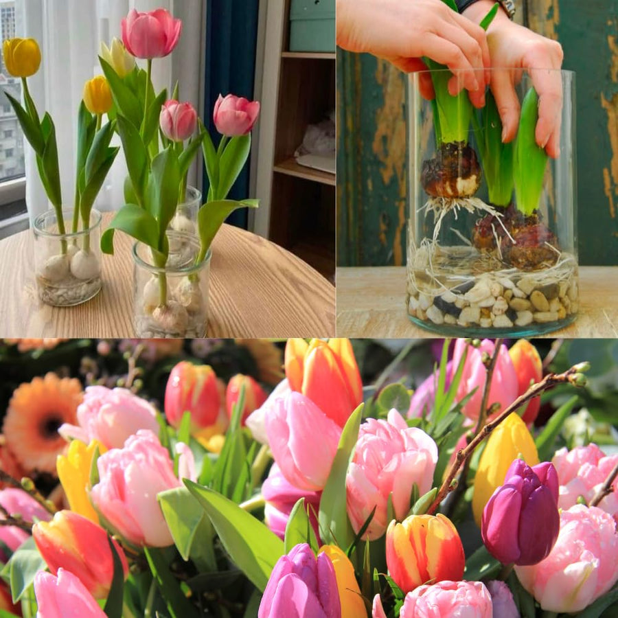 Pack of 10 Tulip Flower Bulbs, Mixed Color Tulip Flower Bulbs, Spring Blooming Bulbs for Planting