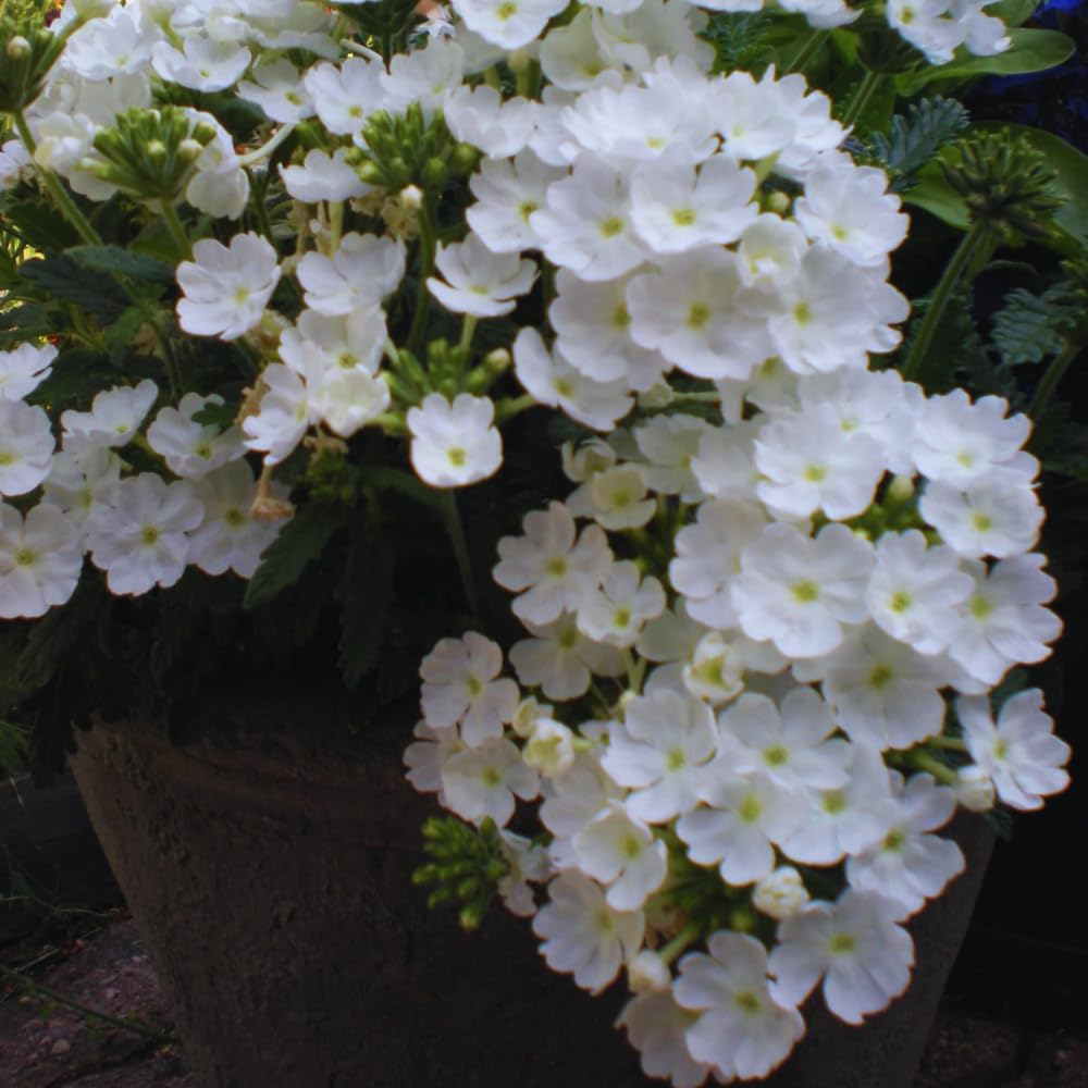 2 White Verbena Plants Live for Planting, Colorful Blooming Flower Plant, Verbena Live Plants, 5 to 7 Inc Tall