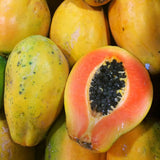 Dwaft Papaya Tree Live Plant 8 to 12 Inc Tall in Half Gallon Pot, Starter Plant Well-Rooted Fresh Fruit Plant Tropical Zones 9-11, No CA