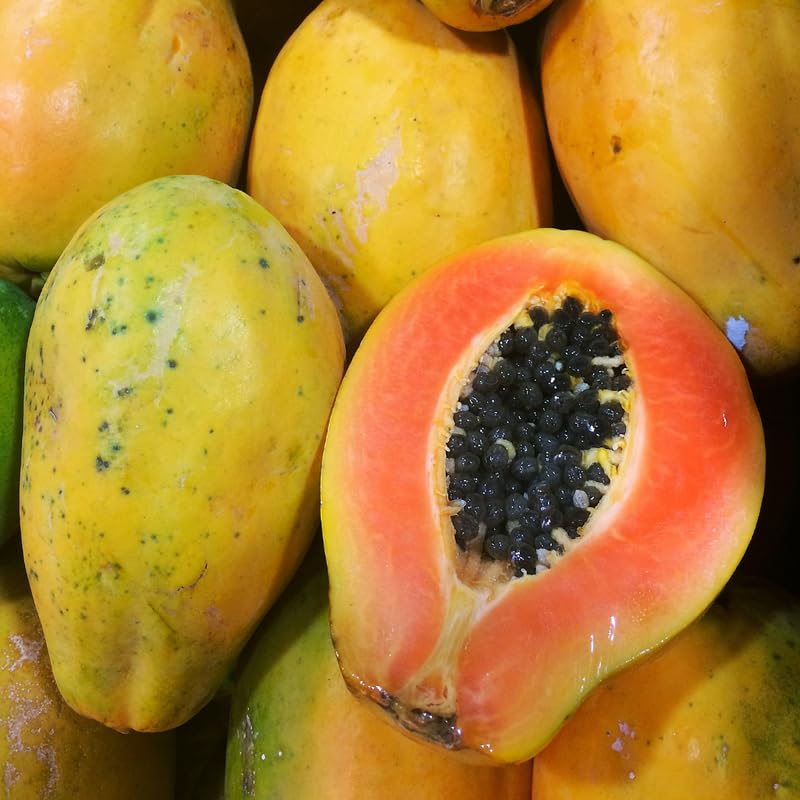 Dwaft Papaya Tree Live Plant 8 to 12 Inc Tall in Half Gallon Pot, Starter Plant Well-Rooted Fresh Fruit Plant Tropical Zones 9-11, No CA
