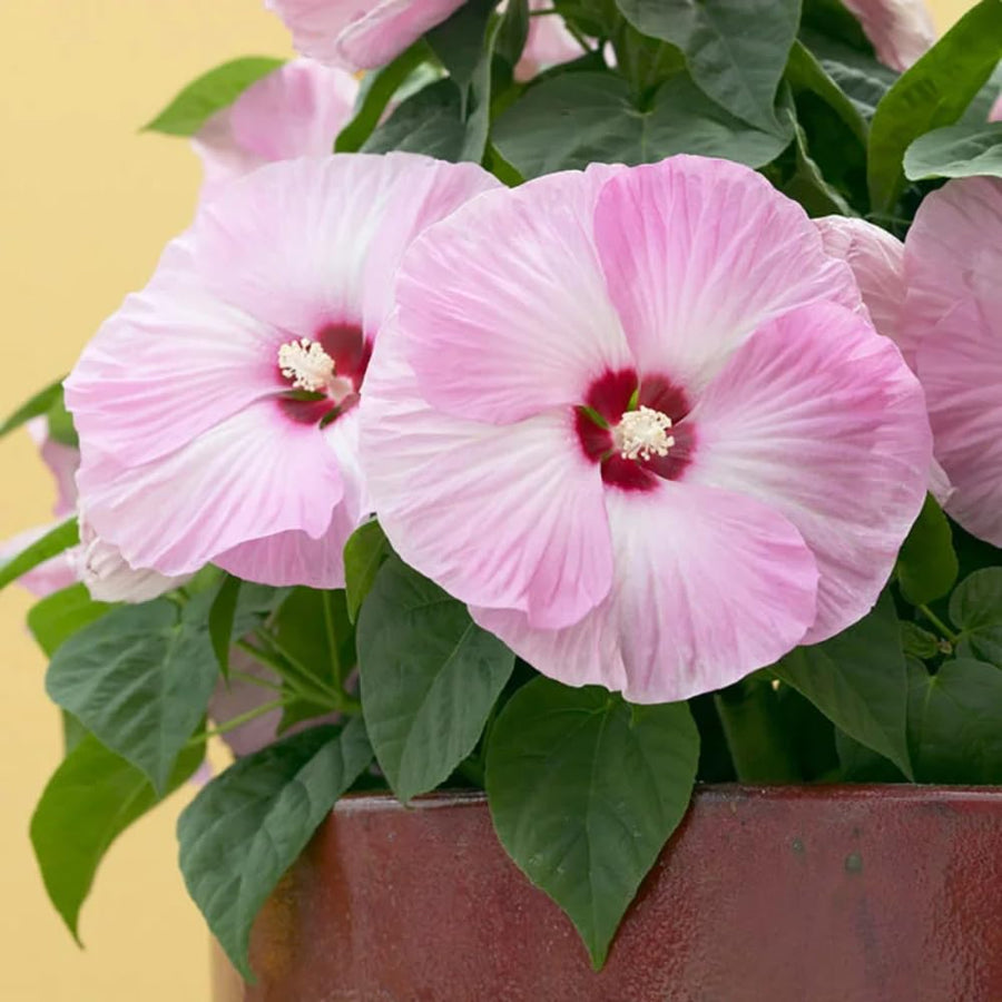 Hibiscus Live Plant, Hardy Hibiscus Flower Plant, Hibiscus Flowering Shrub 5-8 Inch Tall (Pink Blooms)