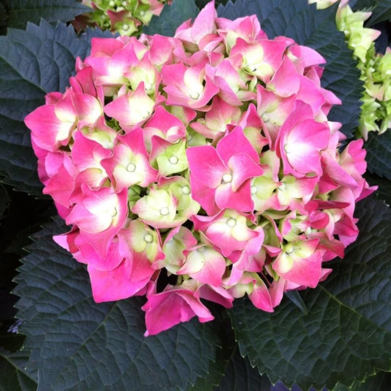 Pink Hydrangea Plant, 5 to 7 Inch Tall Hydrangea Plants Live, Without Pot, Change Color Flowers Hydrangeas Bush Plant Outdoor Shade Garden, Colorful Flowers