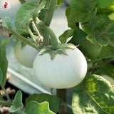 Pack of 100 White Round Eggplant Seeds for Planting, Assorted Eggplant Vegetable Seeds for Outdoor Gardening, Suitable for Home Garden Beds, Raised Beds, or Containers