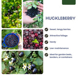 Huckleberry Plant Live, Sweet Edible Berries Tree 6-10 Inch Tall, Hardy Fruit Bushes for Outdoor Garden