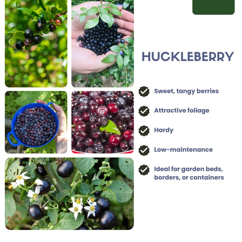 Huckleberry Plant Live, Sweet Edible Berries Tree 6-10 Inch Tall, Hardy Fruit Bushes for Outdoor Garden