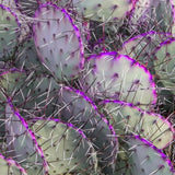 25 Purple Prickly Pear Cactus Seeds, Rare Pear Cactus Seeds for Indoor Outdoor Planting, Live Succulent Plant