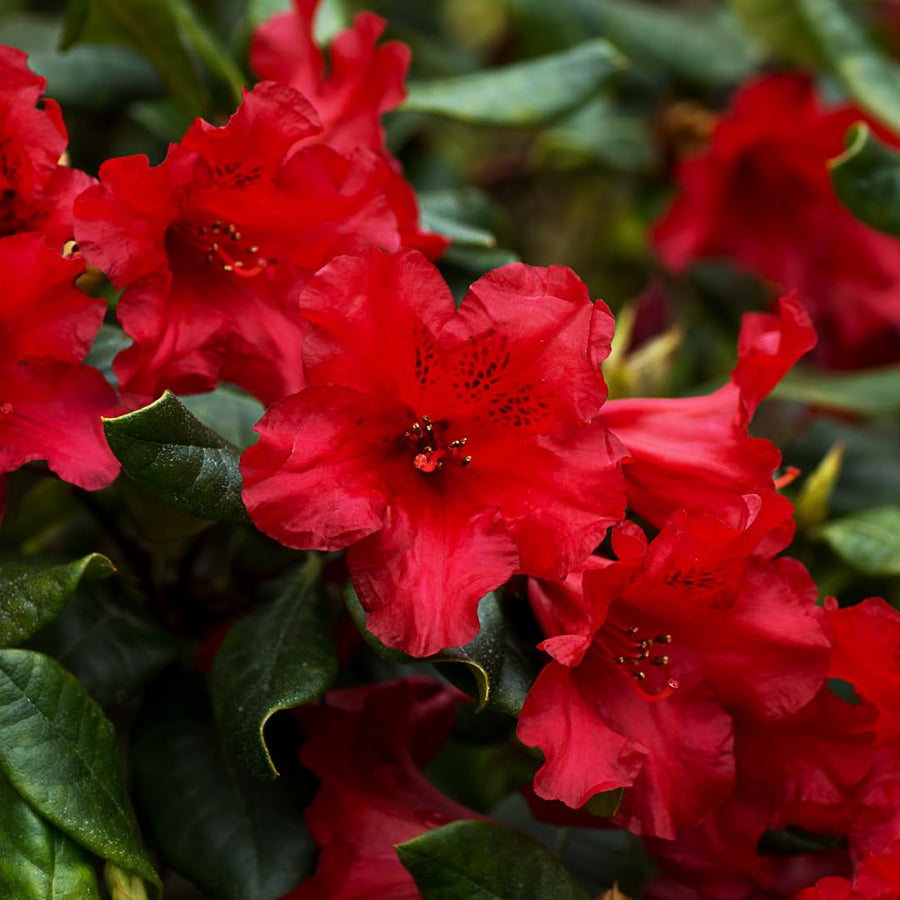 Live Azalea Plant, Rhododendron Flowering Shrub, Hardy Ornamental Plant, 10 Inches Tall, for Indoor or Outdoor Planting (Red Azalea)