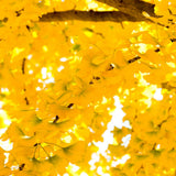Ginkgo Tree Live Plant for Planting, Ginkgo Tree, Yellow Leaves, 4 to 6 Inch Tall in Pot, Hardy Ornamental