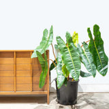 Philodendron Live Plant, Rare Houseplant, 5-8" Tall Tropical Foliage Indoor Plant for Decoration Home Garden (Heart-Shaped Long Leaf Philodendron)