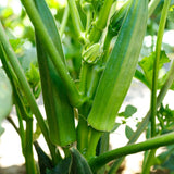 60 Okra Seeds for Planting Garden, Okra Vegetable Seeds for Yard and Backyard