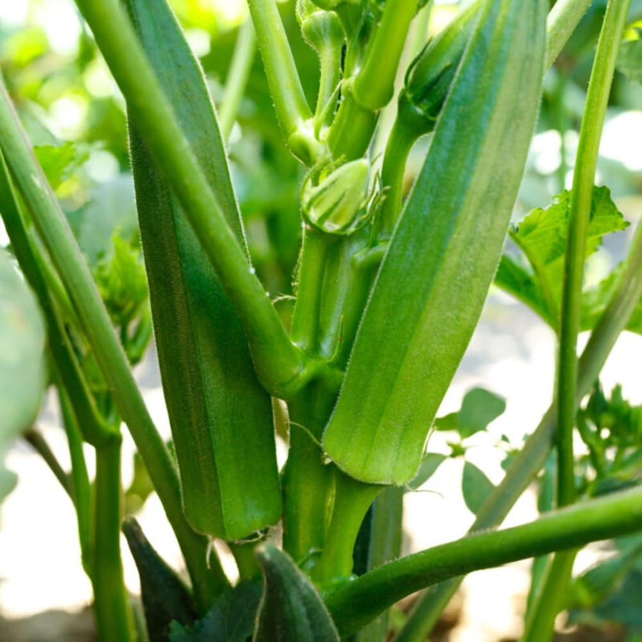60 Okra Seeds for Planting Garden, Okra Vegetable Seeds for Yard and Backyard