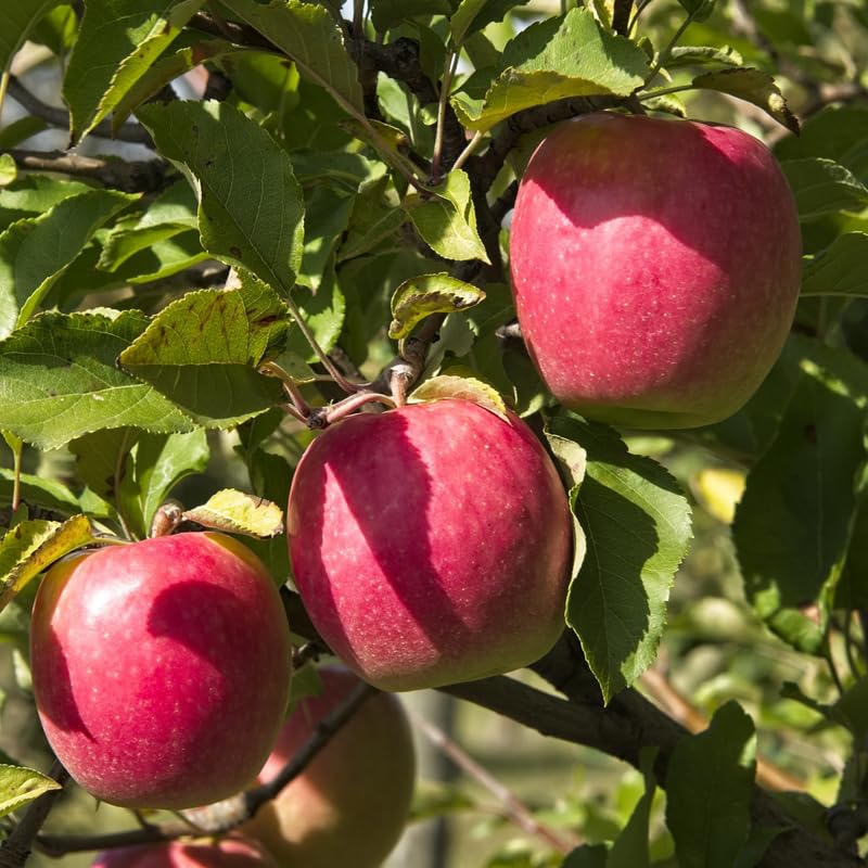 2-3 Ft Apple Tree Live Plant Bare Root, Live Apple Plant, Cold Hardy Fruit Plants for Home Garden Planting Spring (Pink)