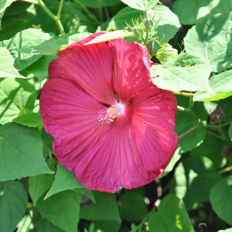 Rose Hibiscus Plant Live, Hardy Hibiscus Flowers for Outdoor Landscapes, 5-9 Inch Height, Ornamental Hibiscus Bush Shrub, Well-Rooted, No Pot
