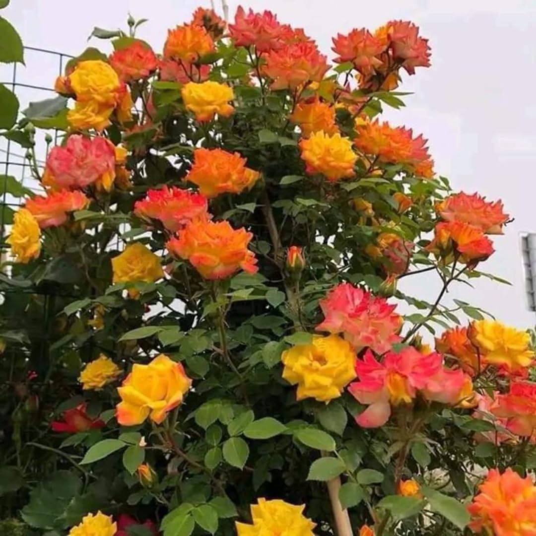 Yellow Orange Climbing Rose Live Plant, Fragrant Climber Rose for Garden, Hybrid Tea Roses Bushes, Establish Root, Cut Back