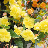 Begonia Live Plant Outdoor, Can Grow As Weeping Begonia, Yellow Begonia, Fast-Growing, Easy-Care Flowering Plant for Gardens Containers, 5-9” Tall, No Pot, Begonia Maculata Plants