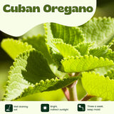 Set 4 Cuban Oregano Live Plant, Oregano Plants, Spanish Thyme Vegetable Plants Live, 3-5 Inch for Plating